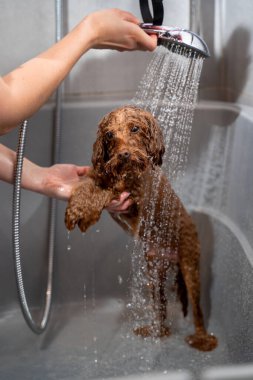Köpek hijyeni ve bakımı. Groomer, köpek yıkamanın doğru yollarını öğretiyor. Tatlı maltipoo, duştan gelen hafif su akışının altında duruyor.