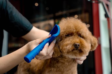 Yüksek kalitede köpek kılı için tımarlama. Kırpmadan önce evcil hayvanı taramak için tarak kullanmak. Tımarcı kürkünü kesmeden önce küçük bir maltipoo fırçalıyor.