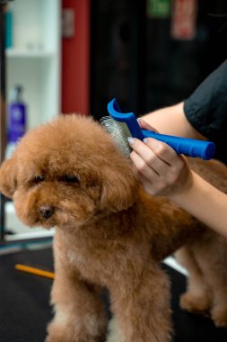Tüylü maltipoo tımarı. Karışıklıkları ve köpek tüylerini çıkarmak için hayvan tatlandırıcı fırça kullanmak. Groomer evcil hayvan kürkünün sağlık durumunu iyileştiriyor