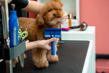 Karışıklıkları ve köpek tüylerini çıkarmak için hayvan tatlandırıcı fırça kullanmak. Groomer evcil hayvan kürkünün sağlık durumunu iyileştiriyor. Yumuşak maltipoo tımarı