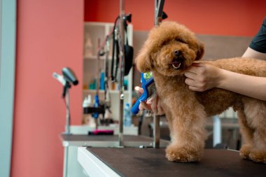 Karışıklıkları ve köpek tüylerini çıkarmak için hayvan tatlandırıcı fırça kullanmak. Groomer evcil hayvan kürkünün sağlık durumunu iyileştiriyor. Yumuşak maltipoo tımarı
