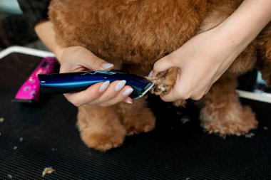 Profesyonel tımarcı, köpek yavrusunun kayıp düşmesini önlemek için maltipoo 'nun pençesindeki köpek kıllarını buduyor. Tımar atölyesi. Evcil hayvan hijyeniyle ilgilenmeyi öğreniyorum.