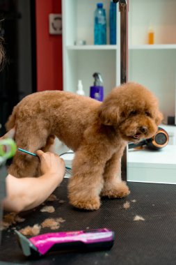 Kürk hasırını önlemek için profesyonel bakım hizmeti. Şirin kabarık tüylü alışveriş merkezi sabırla beklerken, kuaför evcil hayvanı serinletmek için köpek kılı buduyor.