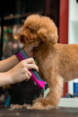Köpekleri budamak üzerine eğitim veriyorum. Sevimli Maltipoo 'nun kürkü kesilecek. Groomer maltipoo saç kesmek için özel bir klip kullanıyor.