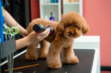 Fazladan kürk budayarak köpek kıllarının dolaşmasını engelliyorum. Küçük köpekler için profesyonel tımar hizmeti. Groomer, köpekleri temizlemesi kolay olsun diye maltipoo saçı kırpıyor..