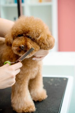 Groomer hayvanları temiz ve sağlıklı tutmak için tüylü maltipoo için hijyen kesimi yapıyor. Burun, göz ve kulakların etrafındaki köpek tüylerini kırpmak için makas kullanıyor.