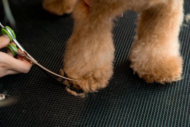 Yumuşak, sevimli maltipoo için hijyenik süsleme. Yürüdükten sonra temiz kalsın diye köpek için özel pençe kılı. Tımar ve hijyen kesimi üzerine ders veriyorum.