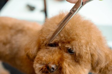 Groomer hayvanları temiz ve sağlıklı tutmak için tüylü maltipoo için hijyen kesimi yapıyor. Burun, göz ve kulakların etrafındaki köpek tüylerini kırpmak için makas kullanıyor.