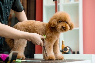Groomer pençelerindeki köpek kıllarını kesmek için makasları dikkatlice kullanıyor. Maltipoo 'yu temiz tutuyorum. Köpek kılı kesmek ve hijyenine özen göstermek için profesyonel bakım hizmeti.
