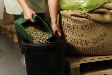 Üretimdeki çiğ yeşil kahve çekirdeklerini üretiyor. Doğal organik kavrulmamış kahve çekirdekleri torbada. Yeşil tohumlar kepçenin üstünde