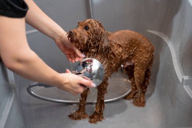 Groomer kuaförde şampuanı yıkıyor. Groomer, duşta tatlı bir maltipoo köpeği yıkıyor. Doğru dürüst köpek temizliği.