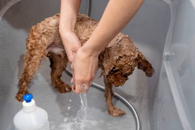 Groomer, duşta tatlı bir maltipoo köpeği yıkıyor. Uzman, kuafördeki köpek yavrusunun şampuanını yıkıyor. Doğru dürüst köpek temizliği.