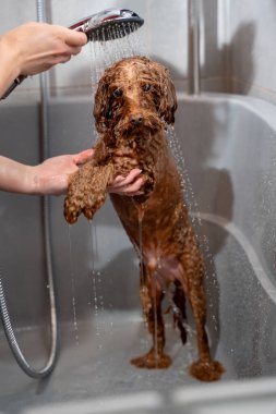 Tatlı maltipoo, duştan kaynaklanan hafif su akışının altında duruyor. Köpek hijyeni ve bakımı. Groomer, köpek yıkamanın doğru yollarını öğretiyor.