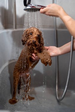 Tatlı maltipoo, duştan kaynaklanan hafif su akışının altında duruyor. Köpek hijyeni ve bakımı. Groomer, köpek yıkamanın doğru yollarını öğretiyor.