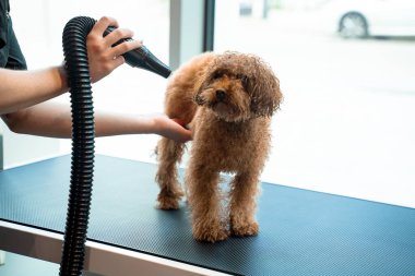 Profesyonel hayvan bakımı için güçlü bir köpek kürkü kurutma makinesi kullanıyor. Groomer kuaförde yıkandıktan sonra köpek kılı kurutuyor.