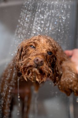 Tatlı maltipoo, duştan kaynaklanan hafif su akışının altında duruyor. Köpek hijyeni ve bakımı. Groomer, köpek yıkamanın doğru yollarını öğretiyor.