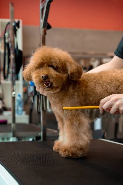 Tımarcı kürkünü kesmeden önce küçük bir maltipoo 'yu fırçalıyor. Yüksek kalitede köpek kılı için tımarlama. Kırpmadan önce evcil hayvanı taramak için tarak kullanılıyor