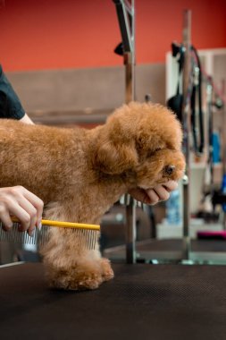 Yüksek kalitede köpek kılı için tımarlama. Kırpmadan önce evcil hayvanı taramak için tarak kullanmak. Tımarcı kürkünü kesmeden önce küçük bir maltipoo fırçalıyor.