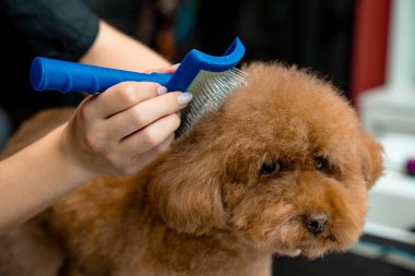 Karışıklıkları ve köpek tüylerini çıkarmak için hayvan tatlandırıcı fırça kullanmak. Groomer evcil hayvan kürkünün sağlık durumunu iyileştiriyor. Yumuşak maltipoo tımarı