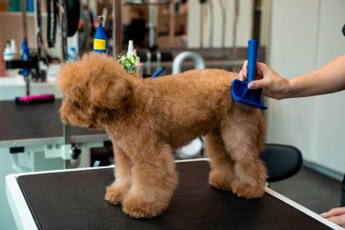 Şirin maltipoo itinayla dikilirken tımarcı köpekleri temizlemek için köpek dökme aletini kullanıyor. Profesyonel fırçayla tüylü bir hayvanı dövüştürmek. Tımar Atölyesi