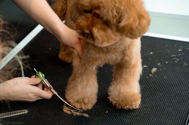 Yürüdükten sonra temiz kalsın diye köpek için kesilmiş patili saç. Tımar ve hijyen kesimi üzerine bir atölye çalışması. Yumuşak, sevimli maltipoo için hijyenik süsleme