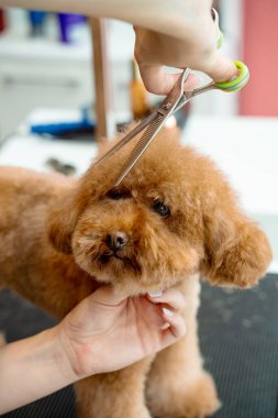Burun, göz ve kulakların etrafındaki köpek tüylerini kırpmak için makas kullanıyor. Groomer hayvanları temiz ve sağlıklı tutmak için tüylü maltipoo için hijyen kesimi yapıyor.