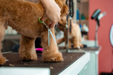 Köpek kılı kesmek ve hijyenine özen göstermek için profesyonel bakım servisi. Groomer pençelerindeki köpek kıllarını kesmek için makasları dikkatlice kullanıyor. Küçük bir maltipoo 'yu temiz tutmak