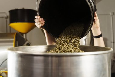 Taze çiğ kahve çekirdekleri üretimdeki kabın içinde. Tesiste kızarmak için yeşil organik kahve taneleri hazırlanıyor.