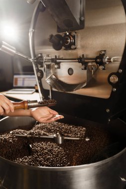 Prodüksiyonda kavrulmuş kahve çekirdekleri. Bir avuç dolusu kızarmış kahve taneleri. Yüksek kaliteli kahve çekirdekleri üretimi