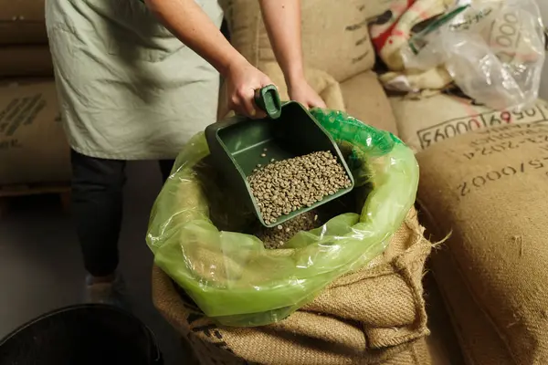 Doğal organik kavrulmamış kahve çekirdekleri torbada. Yeşil tohumlar kepçeye. Üretimdeki çiğ yeşil kahve çekirdekleri üretiyor..