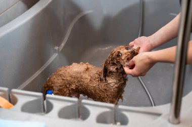 Groomer kuaförde şampuanı yıkıyor. Groomer, duşta tatlı bir maltipoo köpeği yıkıyor. Doğru dürüst köpek temizliği.