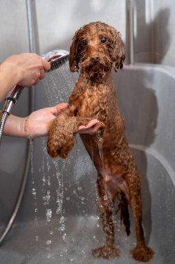Köpek hijyeni ve bakımı. Groomer, köpek yıkamanın doğru yollarını öğretiyor. Tatlı maltipoo, duştan gelen hafif su akışının altında duruyor.