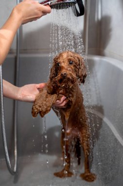 Tatlı maltipoo, duştan kaynaklanan hafif su akışının altında duruyor. Köpek hijyeni ve bakımı. Groomer, köpek yıkamanın doğru yollarını öğretiyor.