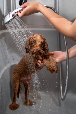 Tatlı maltipoo, duştan kaynaklanan hafif su akışının altında duruyor. Köpek hijyeni ve bakımı. Groomer, köpek yıkamanın doğru yollarını öğretiyor.