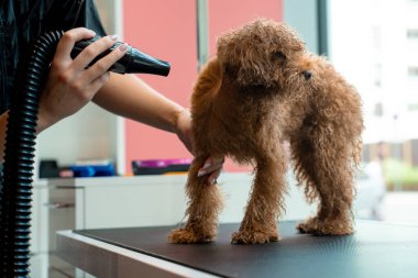Profesyonel hayvan bakımı için güçlü bir köpek kürkü kurutma makinesi kullanıyor. Groomer kuaförde yıkandıktan sonra köpek kılı kurutuyor.