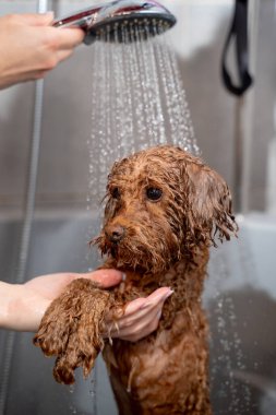 Tatlı maltipoo, duştan kaynaklanan hafif su akışının altında duruyor. Köpek hijyeni ve bakımı. Groomer, köpek yıkamanın doğru yollarını öğretiyor.