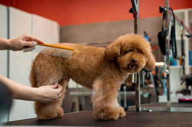 Tımarcı kürkünü kesmeden önce küçük maltipoo 'yu fırçalamaya başladı. Yüksek kalitede köpek kılı için tımarlama. Kırpmadan önce evcil hayvanı taramak için tarak kullanılıyor