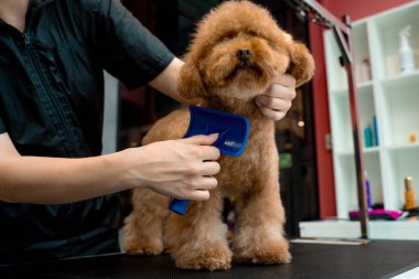 Tımarcı kürkünü kesmeden önce küçük bir maltipoo 'yu fırçalıyor. Yüksek kalitede köpek kılı için tımarlama. Kırpmadan önce evcil hayvanı taramak için tarak kullanılıyor