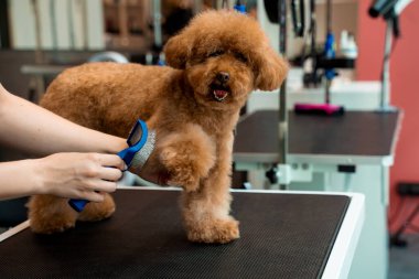 Şirin maltipoo itinayla dikilirken tımarcı köpekleri temizlemek için köpek dökme aletini kullanıyor. Profesyonel fırçayla tüylü bir hayvanı dövüştürmek. Tımar Atölyesi