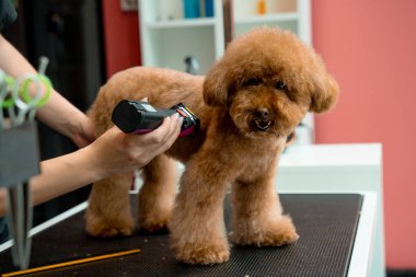 Groomer, köpeği temizlemesi kolay olsun diye maltipoo 'nun tüylerini kırpıyor. Fazladan kürk budayarak köpek kıllarının dolaşmasını engelliyorum. Küçük köpekler için profesyonel tımar hizmeti
