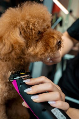 Groomer, köpeği temizlemesi kolay olsun diye maltipoo 'nun tüylerini kırpıyor. Fazladan kürk budayarak köpek kıllarının dolaşmasını engelliyorum. Küçük köpekler için profesyonel tımar hizmeti