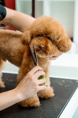 Burun, göz ve kulakların etrafındaki köpek tüylerini kırpmak için makas kullanıyor. Groomer hayvanları temiz ve sağlıklı tutmak için tüylü maltipoo için hijyen kesimi yapıyor.
