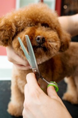 Burun, göz ve kulakların etrafındaki köpek tüylerini kırpmak için makas kullanıyor. Groomer hayvanları temiz ve sağlıklı tutmak için tüylü maltipoo için hijyen kesimi yapıyor.