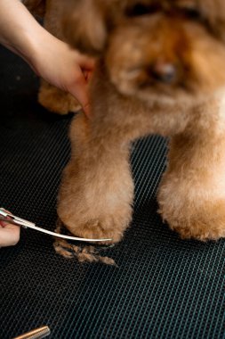 Yürüdükten sonra temiz kalsın diye köpek için kesilmiş patili saç. Tımar ve hijyen kesimi üzerine bir atölye çalışması. Yumuşak, sevimli maltipoo için hijyenik süsleme