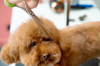 Burun, göz ve kulakların etrafındaki köpek tüylerini kırpmak için makas kullanıyor. Groomer hayvanları temiz ve sağlıklı tutmak için tüylü maltipoo için hijyen kesimi yapıyor.