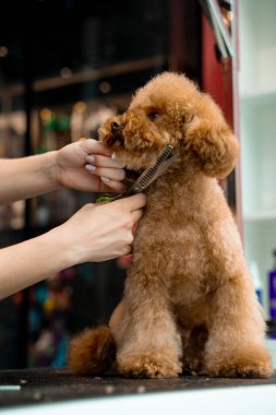 Groomer hayvanları temiz ve sağlıklı tutmak için tüylü maltipoo için hijyen kesimi yapıyor. Burun, göz ve kulakların etrafındaki köpek tüylerini kırpmak için makas kullanıyor.