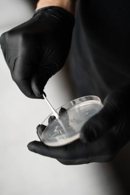 Petri kabı. Bakteri yetiştirmek için şeffaf kapaklı bir Petri plakası tutuyor. Kimya deneyi için hücre kültürü çanağı, kulak çubuğu ve eldiven kullanıyor.