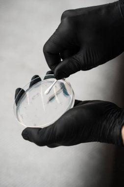 Biyolojik bir araştırma için petri kabına pamuk çubuğu koymak. Hücre kültüründe bakteri yetiştirmek