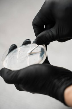 Biyolojik bir araştırma için petri kabına pamuk çubuğu koymak. Hücre kültüründe bakteri yetiştirmek