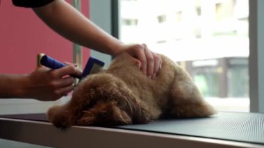 Karışıklıkları gidermek ve köpek kılı kaybettirmek için hayvan tatlandırıcı fırça kullanmak. Groomer evcil hayvan kürkünün sağlık durumunu iyileştiriyor. Yumuşak maltipoo tımarı